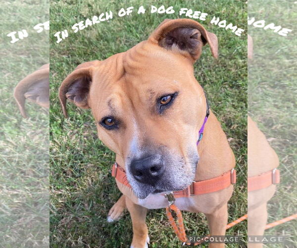 Medium Photo #1 American Pit Bull Terrier-Unknown Mix Puppy For Sale in Spotsylvania, VA, USA