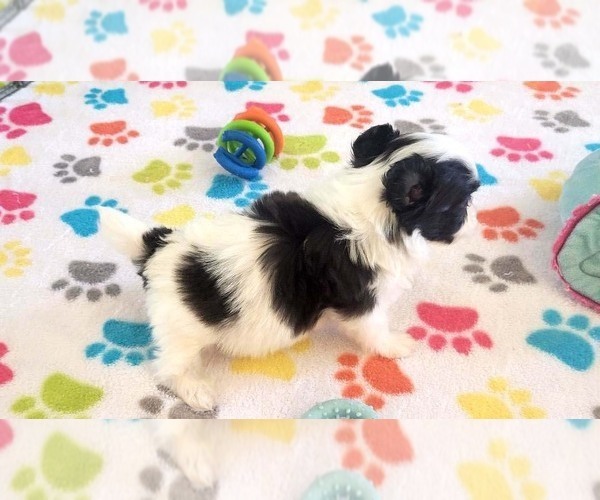Medium Photo #7 Papitese Puppy For Sale in ORO VALLEY, AZ, USA