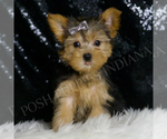 Small #1 Morkie