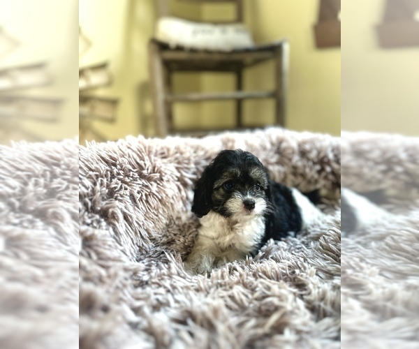 Medium Photo #2 Cavapoo (Miniature) Puppy For Sale in ORLANDO, FL, USA
