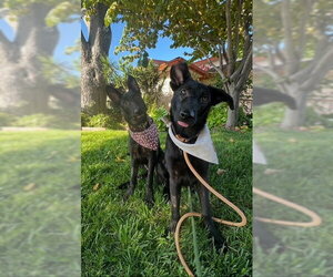 RACHEL, MONICA, & MENUSH - Female Mutt Dog for Adoption - Photo #3