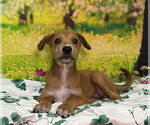 Small Labrador Retriever Mix