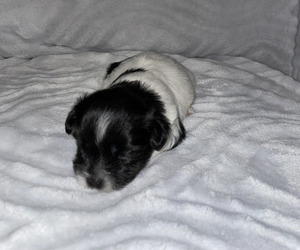 Schnau-Tzu Puppy for sale in BARSTOW, CA, USA