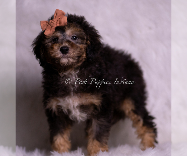Medium Photo #18 Goldendoodle (Miniature) Puppy For Sale in WARSAW, IN, USA