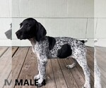 Small Photo #1 German Shorthaired Pointer Puppy For Sale in HOUSTON, TX, USA