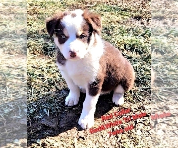 Medium Photo #9 Border Collie Puppy For Sale in BYBEE, TN, USA