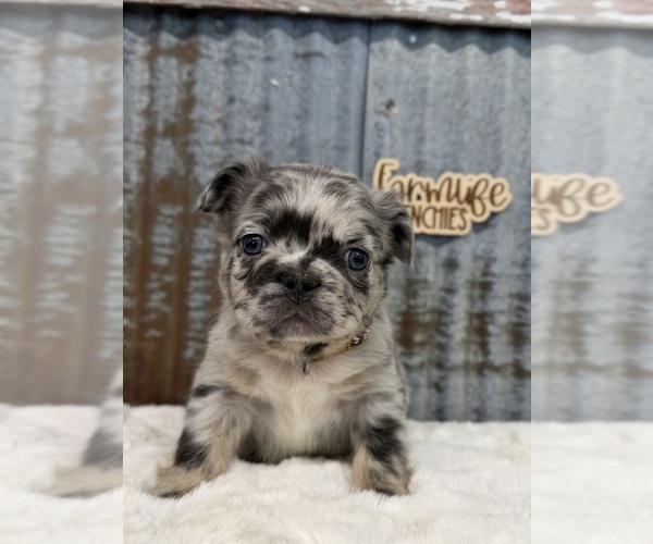 Medium Photo #1 French Bulldog Puppy For Sale in ALBERT CITY, IA, USA