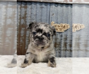French Bulldog Puppy for sale in ALBERT CITY, IA, USA