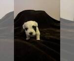 Puppy Puppy 4 Coton de Tulear
