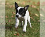 Small Photo #9 Jackshund Puppy For Sale in Mechanicsburg, PA, USA