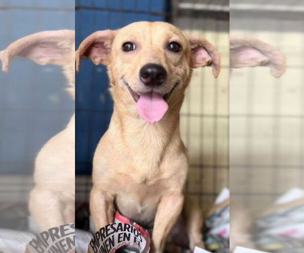 Medium Photo #1 Chihuahua-Unknown Mix Puppy For Sale in Virginia Beach, VA, USA