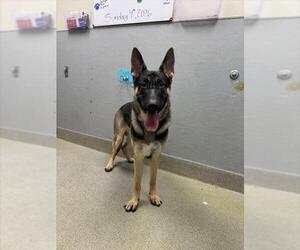 German Shepherd Dog-Unknown Mix Dogs for adoption in Las Vegas, NV, USA