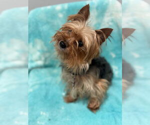 Mutt Dogs for adoption in Oak Bluffs, MA, USA
