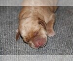 Puppy Jinny Labrador Retriever