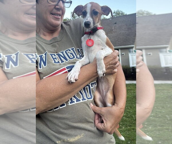Medium Photo #2 Italian Greyhound-Unknown Mix Puppy For Sale in Wakefield, RI, USA