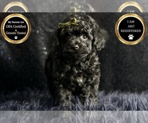 Medium Poodle (Miniature)