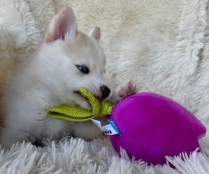 Pomsky Puppy for Sale in WEBSTER, Florida USA