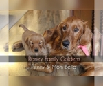 Small #5 Golden Retriever