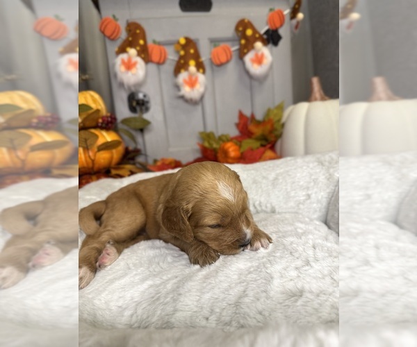 Medium Photo #1 Bernedoodle Puppy For Sale in ELK GROVE, CA, USA