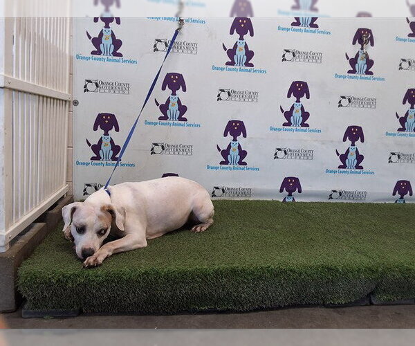 Medium Photo #1 Argentinian Mastiff-Rat Terrier Mix Puppy For Sale in Orlando, FL, USA