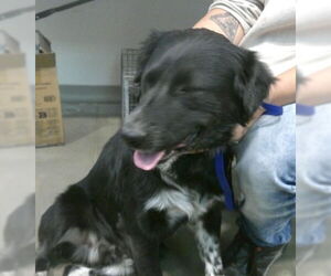 Australian Shepherd-Unknown Mix Dogs for adoption in Pampa, TX, USA