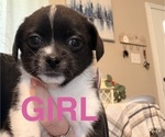 Small Photo #3 Chiranian Puppy For Sale in OAK GROVE, KY, USA