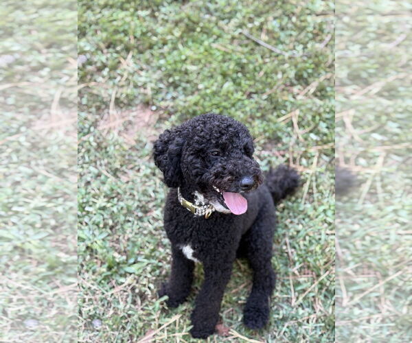 Medium Photo #4 Poodle (Miniature)-Poodle (Standard) Mix Puppy For Sale in Pacolet, SC, USA