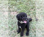 Small #3 Poodle (Miniature)-Poodle (Standard) Mix