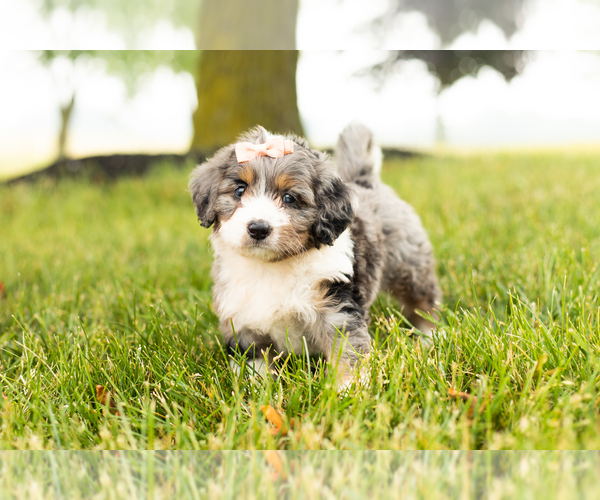 View Ad Miniature Bernedoodle Puppy for Sale near Indiana, SHIPSHEWANA