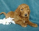 Small Photo #3 Goldendoodle Puppy For Sale in FREDERICKSBG, OH, USA