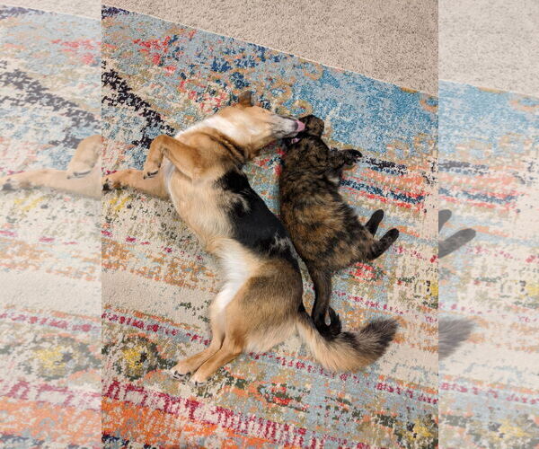 Medium Photo #2 Pembroke Welsh Corgi-Unknown Mix Puppy For Sale in Minneapolis, MN, USA