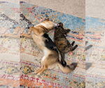 Small #1 Pembroke Welsh Corgi Mix