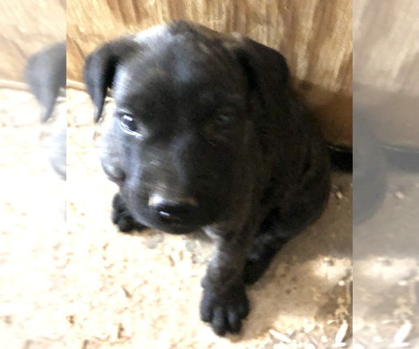 Medium Photo #3 Presa Canario Puppy For Sale in MESA, AZ, USA