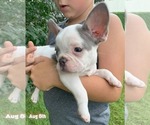 Small #1 French Bulldog