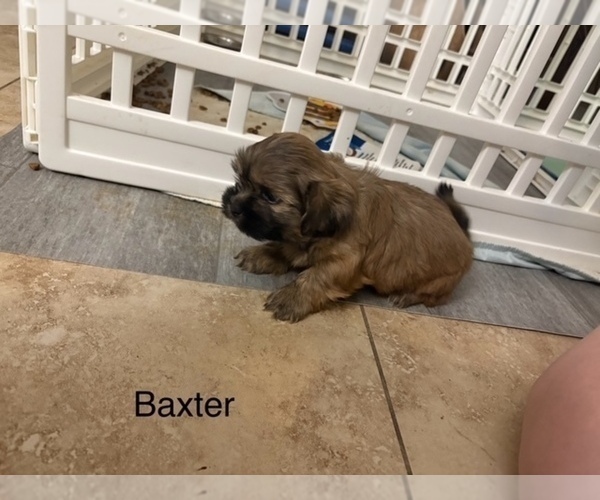 Medium Photo #89 Shih Apso Puppy For Sale in SCOTTSDALE, AZ, USA