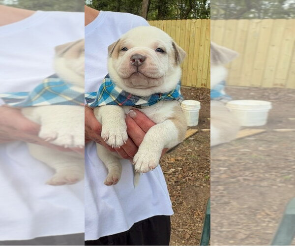 Medium Photo #1 Mutt Puppy For Sale in Rockaway, NJ, USA