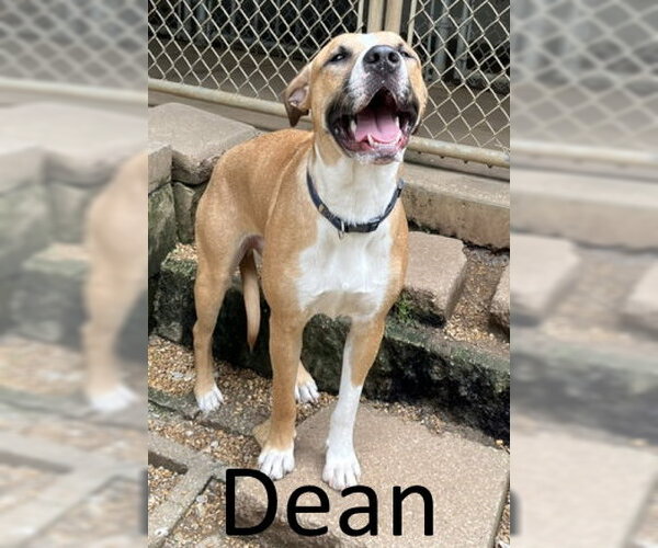 Medium Photo #1 Boxer-Mountain Cur Mix Puppy For Sale in Mountain View, AR, USA