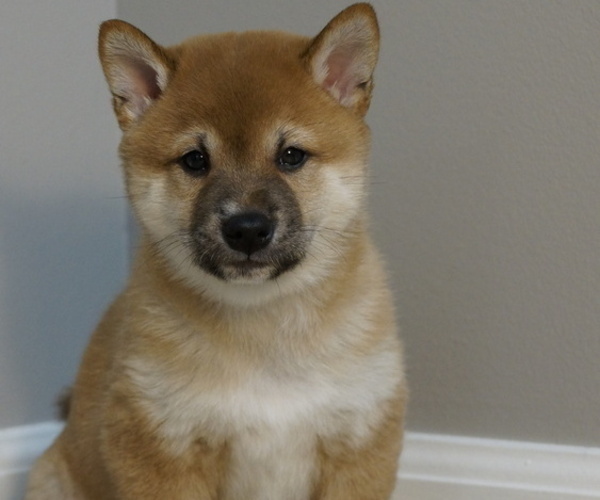 Medium Photo #21 Shiba Inu Puppy For Sale in CARPENTERSVILLE, IL, USA