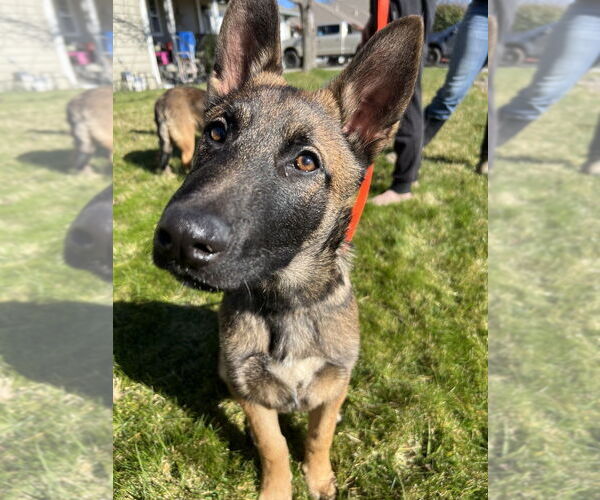 Medium Photo #3 German Shepherd Dog-Unknown Mix Puppy For Sale in Imlay City, MI, USA