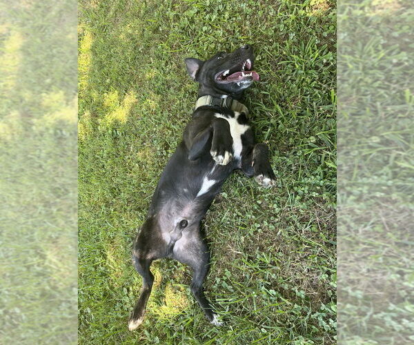Medium Photo #7 Chihuahua-Unknown Mix Puppy For Sale in Osgood, IN, USA