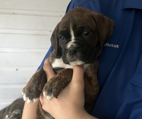 Medium Photo #1 Boxer Puppy For Sale in CULVER, IN, USA