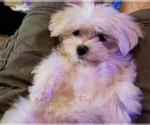 Mother of the Maltese puppies born on 03/20/2025
