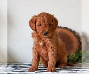 Goldendoodle (Miniature) Puppy for sale in LITITZ, PA, USA