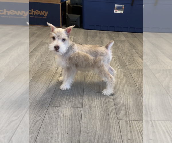 Medium Photo #1 Schnauzer (Miniature) Puppy For Sale in PARAGON, IN, USA