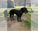 Small #9 Labrador Retriever Mix