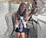 Small Photo #4 Shih Tzu Puppy For Sale in Spring Lake, NJ, USA