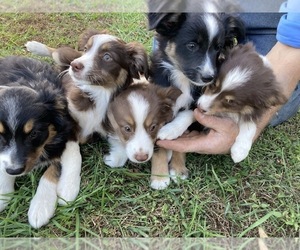 Australian Shepherd Puppy for sale in NEW WASHINGTN, IN, USA