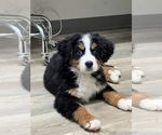 Small #3 Bernese Mountain Dog