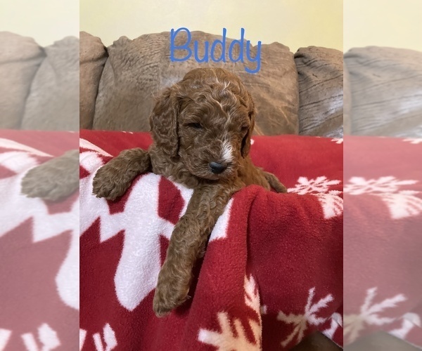 Medium Photo #1 Goldendoodle (Miniature) Puppy For Sale in CASSVILLE, MO, USA