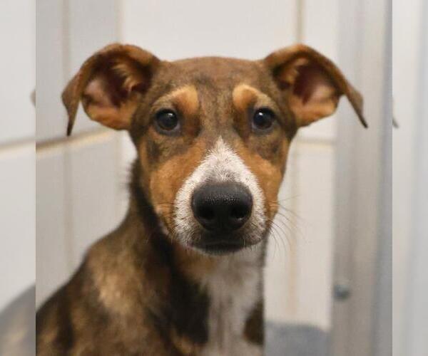 Medium Photo #3 Mutt Puppy For Sale in San Antonio, TX, USA